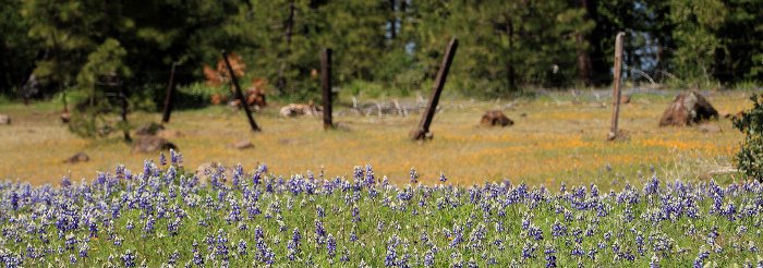 Omo Ranch Wildflowers